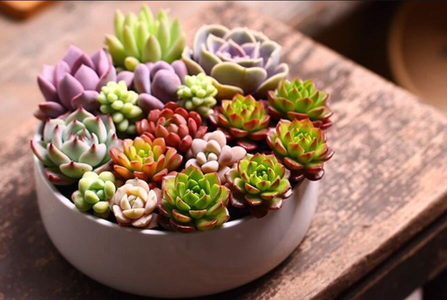 南寧花藝資訊：多肉花籃怎么做？