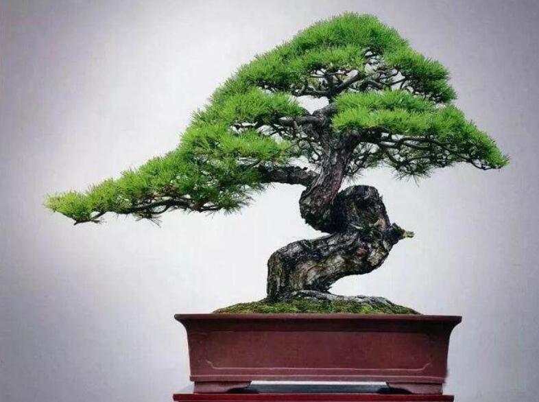 盆景制作3個注意事項(xiàng)，南寧婚慶花藝培訓(xùn)分享