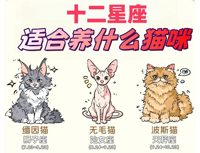 12星座適合養(yǎng)什么貓咪？